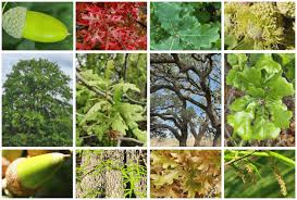 36 diffe types of oak trees their