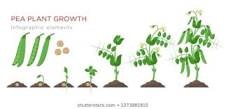 Grow Process Images Stock Photos Vectors Shutterstock
