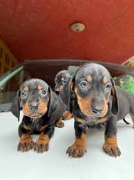dachshund puppies in india at