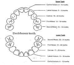 Baby Teeth Chart With Names Of Each Tooth