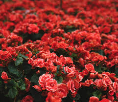 flower carpet roses care a vigorous