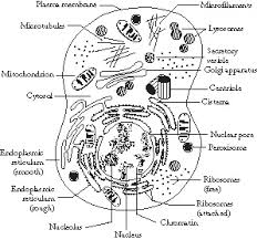 The Structure Of Prokaryote And Eukaryote Cells