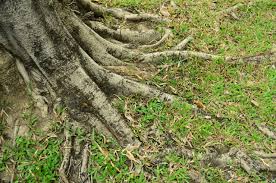 how to stop tree roots from sprouting