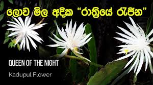 queen of the night kadupul flower