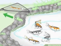 How To Breed Koi Fish 15 Steps With Pictures Wikihow