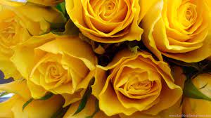 Yellow Rose Wallpapers Wallpapers HD ...