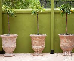 How Fruit Tree Planters Should Be