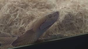 baby copperhead snake season