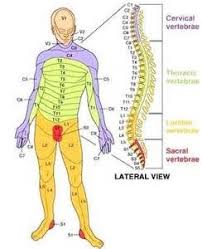 Chiropractic Chart Of Effects Yahoo Image Search Results