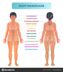 Female Body Map Stock Vectors Royalty Free Meridian