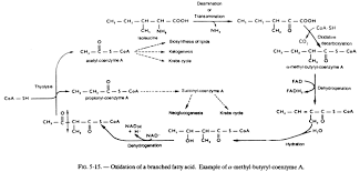 Biosynthesis Of Fatty Acids With Diagram