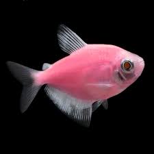 Tropical Fish For Freshwater Aquariums Glofish Moonrise