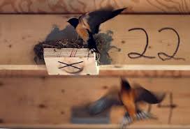 A Flap Over Barn Swallows Raises Larger