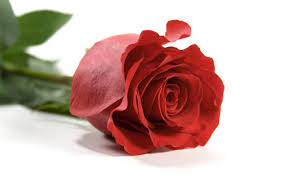 single red rose wallpapers wallpaper cave