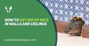 Get Rid Of Mice In Walls And Ceilings