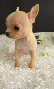 They start receiving dewormer at 2 weeks of age. Communicative Chihuahua Puppies For Sale Handmade Michigan