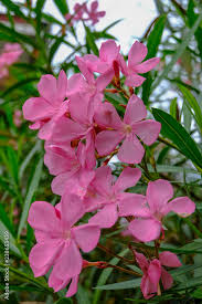 stockfoto oleander flower with pink