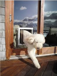 Glass Sliding Patio Doors Can Be Dog