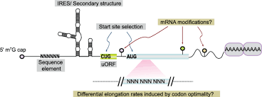 Messenger rna (mrna) is a large family of rna molecules that convey genetic information from dna to the ribosome, where they specify the amino. Mechanisms Of Differential Mrna Translation By Specialized Ribosomes Download Scientific Diagram