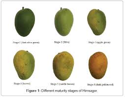 18 Extraordinary Mango Ripening Chart