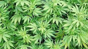 Image result for pot weed