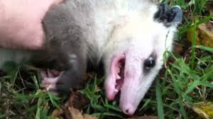 These are similar predators of the related opossum, which is known for slumping over and playing dead in order to dissuade any larger animal from killing them. It S Time To Play Possum