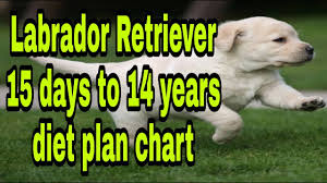 Labrador Retriever Full Diet Plan Chart Explain In Hindi Dob