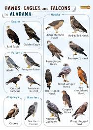 hawks eagles falcons in alabama