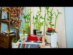 lucky bamboo care and display home
