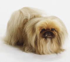 pekingese dog breed information and