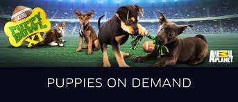 Wednesday, uber riders will be able to request puppies on demand will be high and availability limited. Today Puppy Bowl Is On Demand Uber Blog