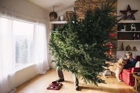 when to take down your christmas tree