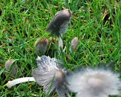 Pilze züchten im eigenen garten. Pilze Im Rasen Wieder Loswerden Ursachen Fur Hutpilze Im Rasen