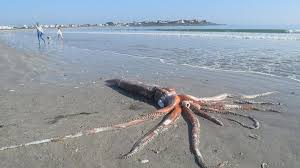 rare giant squid washes onto ss of