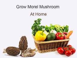How To Grow Morel Mushroom At Home