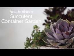 how to grow an easy succulent garden