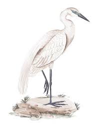 A White Heron Iv Fine Art Print By