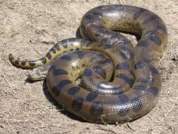 9 of the world's deadliest snakes. Green Anaconda Wikipedia