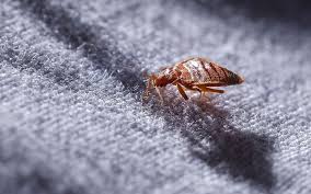 How Do You Know If You Have Bedbugs