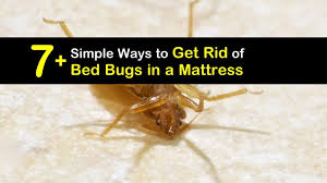Bed Bugs In A Mattress