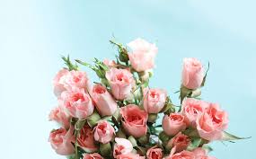 pink roses on blue background free