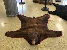 bear rug cool color phase black bear