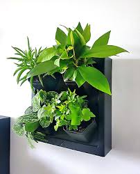 Steady Home Self Watering Wall Mounted