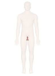 Male anatomy pack complete (textured). Male Reproductive System Explore Anatomy With Detailed Pictures