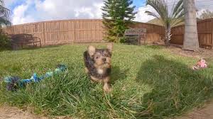 Check out our selection of great yorkie's at the national city puppy pet store. Adorable Male Akc Yorkshire Terrier Puppy For Sale In San Diego Youtube