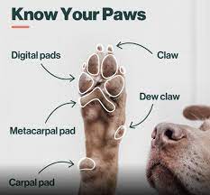 the wonder of your dog s paws and how
