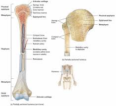 12 photos of the diagram of long bone structure. Long Bone Anatomy Anatomy Drawing Diagram
