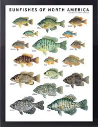 Joe Tomelleris Sunfish Fish Freshwater Fish Fish Chart