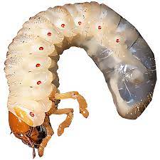 identify and control white grubs