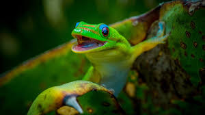 Contact a los angeles geico insurance agent for a free quote on auto, motorcycle, rv, homeowners, renters or condo insurance. 8 Characters Like The Geico Gecko That Elevate Brand Recognition Inc Com